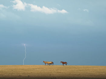 Horses on field against sky