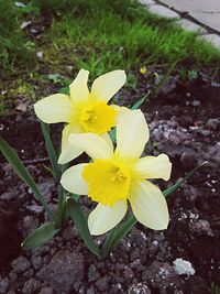 Close-up of yellow flowers blooming in field