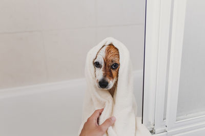 Midsection of person holding dog against white wall