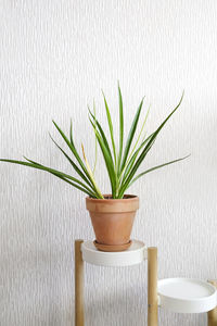 plant