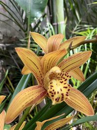 plant