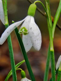 Close-up of white flowering plant