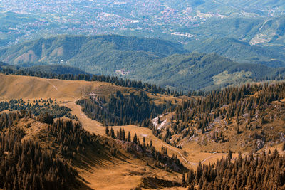 Aerial view of pine trees on landscape