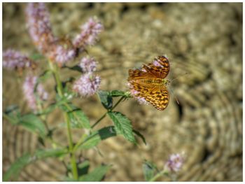 Close-up of butterfly on flower