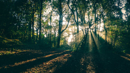 Scenic view of forest