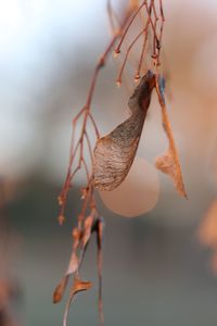 Close-up of dry leaves on plant