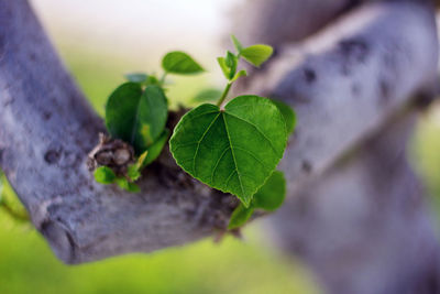 Close-up of leaves