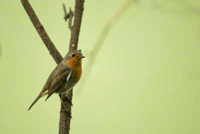 Close-up of bird perching on branch