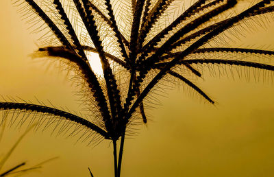 Low angle view of palm tree against sky