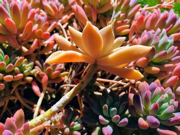 Close-up of pink flowering plants