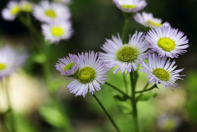 Close-up of coneflowers blooming outdoors