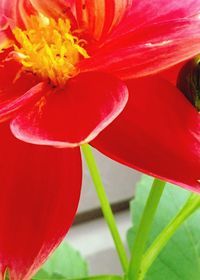 Macro shot of red flower