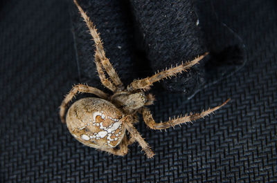 Close-up of spider