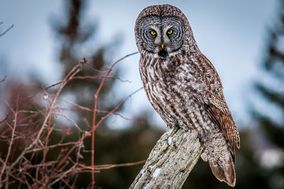 Close-up of owl perching on branch