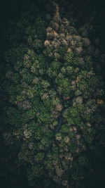 High angle view of trees growing in forest