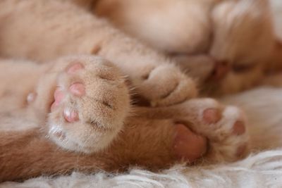 Cropped image of cat paw