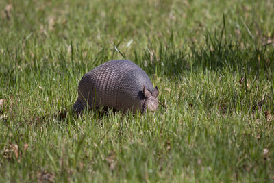 Nine-banded armadillo dasypus novemcinctus foraging for insects in green grass in an open field