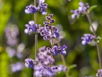 Close-up of purple flowering plant