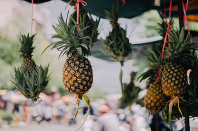 Close-up of pineapples hanging at market stall