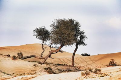 Tree on sand dune in desert against sky
