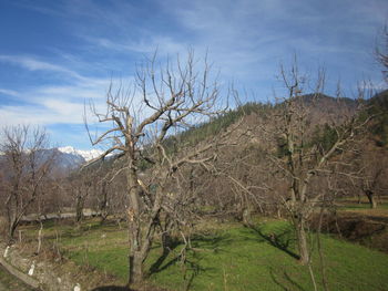 Trees against sky