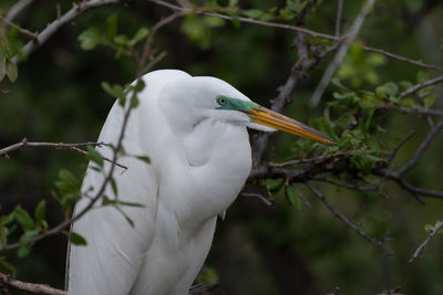 Great white egret surround by branches on its perch in a tree