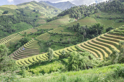 Harvest season of ripe rice on terraced fields in mu cang chai, yen bai, vietnam