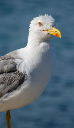 Close-up of seagull against sea