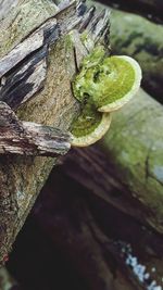 Close-up of moss on tree trunk