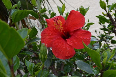 Close-up of red hibiscus blooming outdoors