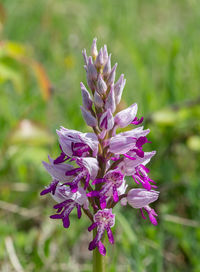 Close-up of purple flowering plant