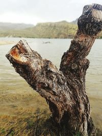 Close-up of lizard on tree trunk at beach