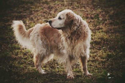 View of dog standing on field