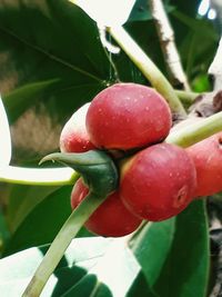 Close-up of cherries growing on plant