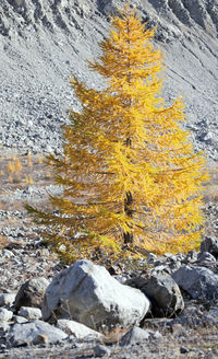 Autumn tree on rock in forest