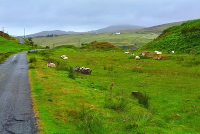 View of sheep on grassy field