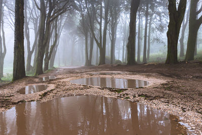 Scenic view of forest