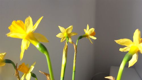 Close-up of yellow flowers blooming outdoors