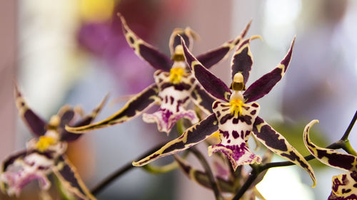 Close-up of purple flowering plant