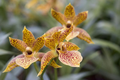 Close-up of yellow flower on plant