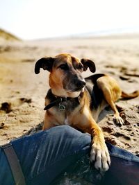 Dog looking away while sitting on sea shore