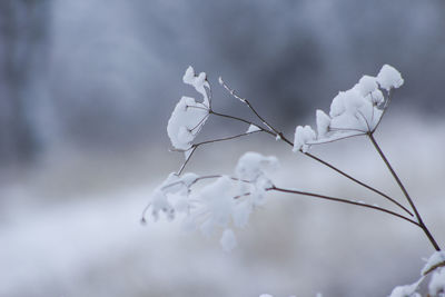 Close-up of flowers against sky