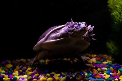 Scary looking turtle in aquarium