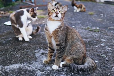 Cats sitting outdoors