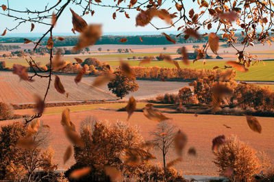 View of trees on landscape