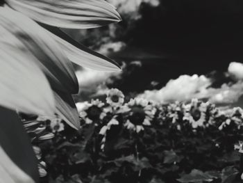 Close-up of flower blooming against sky