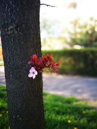 Close-up of red flower tree