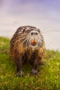 Close-up of an european beaver on grass