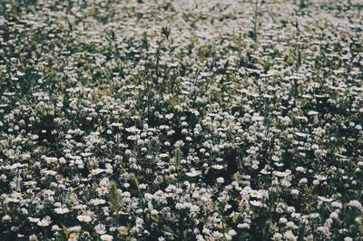 High angle view of white flowering plants on field