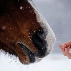 Close-up of horse and human hand